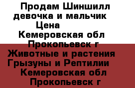 Продам Шиншилл(девочка и мальчик) › Цена ­ 2 500 - Кемеровская обл., Прокопьевск г. Животные и растения » Грызуны и Рептилии   . Кемеровская обл.,Прокопьевск г.